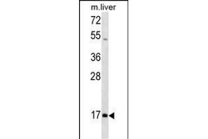 HOXA1 Antibody (N-term) (ABIN1539611 and ABIN2849947) western blot analysis in mouse liver tissue lysates (35 μg/lane). (HOXA1 抗体  (N-Term))