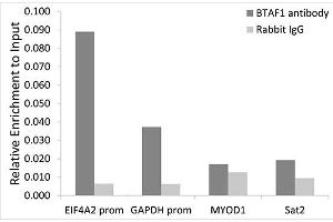 Chromatin immunoprecipitation analysis of extracts of HeLa cells, using BT antibody (ABIN6129999, ABIN6137676, ABIN6137677 and ABIN6221500) and rabbit IgG. (BTAF1 抗体  (AA 1600-1849))
