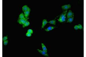 Immunofluorescent analysis of HepG2 cells using ABIN7149840 at dilution of 1:100 and Alexa Fluor 488-congugated AffiniPure Goat Anti-Rabbit IgG(H+L) (DIABLO 抗体  (AA 168-236))