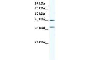 MAPK14 antibody (20R-1305) used at 0. (MAPK14 抗体  (C-Term))