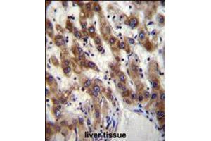 PHF20 Antibody immunohistochemistry analysis in formalin fixed and paraffin embedded human liver tissue followed by peroxidase conjugation of the secondary antibody and DAB staining. (PHF20 抗体  (N-Term))