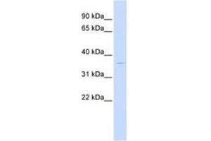 Image no. 1 for anti-PiggyBac Transposable Element Derived 2 (PGBD2) (AA 252-301) antibody (ABIN6743773) (PGBD2 抗体  (AA 252-301))