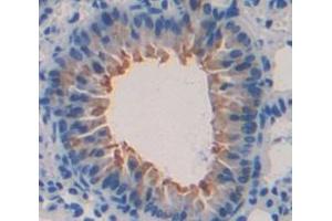 IHC-P analysis of Kidney tissue, with DAB staining. (SLURP1 抗体  (AA 1-110))