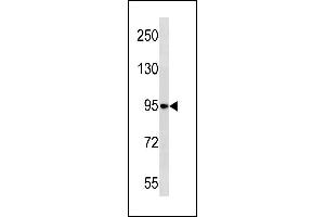 NELL1 Antibody (N-term) (ABIN1881575 and ABIN2843261) western blot analysis in HL-60 cell line lysates (35 μg/lane). (NELL1 抗体  (N-Term))