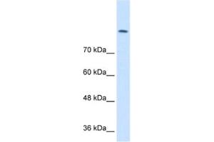 Western Blotting (WB) image for anti-Chloride Channel 3 (CLCN3) antibody (ABIN2461160) (CLCN3 抗体)