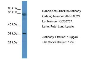 Western Blotting (WB) image for anti-Olfactory Receptor, Family 2, Subfamily T, Member 29 (OR2T29) (C-Term) antibody (ABIN2788231)