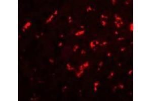 Immunofluorescence of DRGX in rat liver cells with DRGX antibody at 20 ug/mL. (DRGX 抗体  (C-Term))