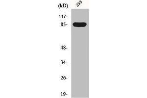 Western Blot analysis of 293 cells using GPR156 Polyclonal Antibody (GPR156 抗体  (Internal Region))