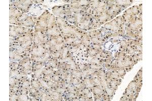 ABIN7094766 and ABIN7098817 at 1/100 staining Rat pancreatic tissue by IHC-P.