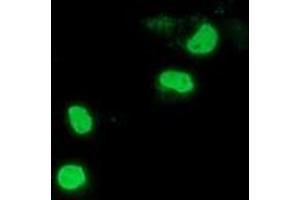 Anti-PPWD1 mouse monoclonal antibody (ABIN2453500) immunofluorescent staining of COS7 cells transiently transfected by pCMV6-ENTRY PPWD1 (RC204570). (PPWD1 抗体)