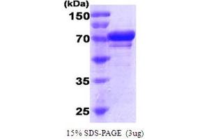 SDS-PAGE (SDS) image for Heat Shock 70kDa Protein 5 (Glucose-Regulated Protein, 78kDa) (HSPA5) (AA 20-650) protein (His tag) (ABIN667728) (GRP78 Protein (AA 20-650) (His tag))