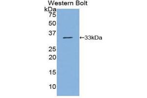 Western Blotting (WB) image for anti-Nucleoporin 88kDa (NUP88) (AA 159-422) antibody (ABIN1860087) (NUP88 抗体  (AA 159-422))