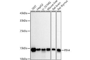 Western blot analysis of extracts of various cell lines, using PIN4 antibody (ABIN7269208) at 1:1000 dilution. (PIN4 抗体)