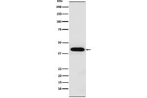 Western blot analysis of Inhibin alpha expression in HeLa cell lysate.