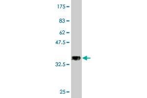 Western Blot detection against Immunogen (37. (SESN3 抗体  (AA 212-321))