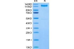 LI Cadherin Protein (AA 23-787) (Fc Tag)
