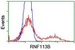 Flow Cytometry (FACS) image for anti-Ring Finger Protein 113B (RNF113B) antibody (ABIN1500715) (RNF113B 抗体)