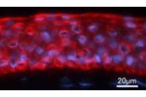 Immunofluorescence analysis of human cornea tissue, using Keratin 12 polyclonal antibody  . (KRT12 抗体)