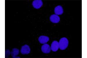 Proximity Ligation Analysis of protein-protein interactions between PDGFA and PLCG1. (PDGFA 抗体  (AA 1-211))
