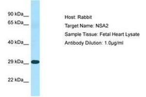 Image no. 1 for anti-NSA2 Ribosome Biogenesis Homolog (NSA2) (N-Term) antibody (ABIN6750061) (NSA2 抗体  (N-Term))