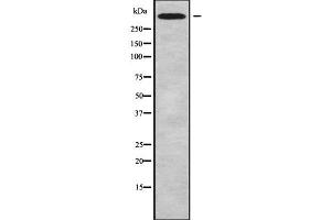 Western blot analysis of CHD6 using MCF7 whole cell lysates (CHD6 抗体  (C-Term))