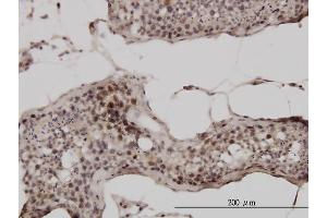 Immunoperoxidase of monoclonal antibody to UBB on formalin-fixed paraffin-embedded human testis. (Ubiquitin B 抗体  (AA 1-76))