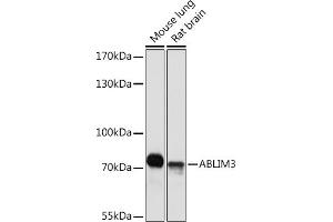 Western blot analysis of extracts of various cell lines, using  Rabbit pAb (ABIN7265381) at 1:1000 dilution. (ABLIM3 抗体  (AA 350-520))
