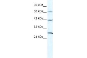 Western Blotting (WB) image for anti-Gap Junction Protein, gamma 1, 45kDa (GJC1) antibody (ABIN2461386) (GJC1 抗体)