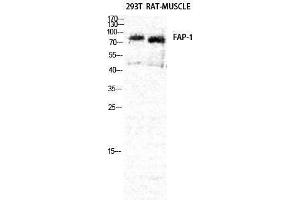 Western Blotting (WB) image for anti-Fibroblast Activation Protein, alpha (FAP) (Internal Region) antibody (ABIN3177364) (FAP 抗体  (Internal Region))