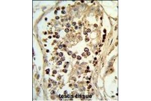 Formalin-fixed and paraffin-embedded human testis tissue reacted with ABHD12 Antibody (N-term), which was peroxidase-conjugated to the secondary antibody, followed by DAB staining. (ABHD12 抗体  (N-Term))