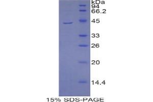 SDS-PAGE analysis of Mouse PIP Protein.