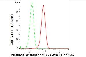 Flow cytometric analysis of Intraflagellar transport 88 expression in HeLa cells using Intraflagellar transport 88 antibody (ABIN7799119), 1:2,000). (Recombinant IFT88 抗体)