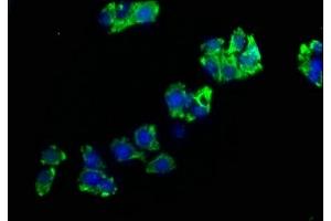 Immunofluorescence staining of HepG2 cells with ABIN7151394 at 1:200, counter-stained with DAPI. (ENPP7 抗体  (AA 22-216))