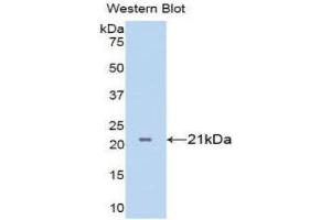 Western Blotting (WB) image for anti-Tumor Necrosis Factor alpha (TNF alpha) (AA 77-232) antibody (ABIN3201320) (TNF alpha 抗体  (AA 77-232))