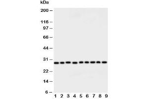 Western Blotting (WB) image for anti-Peroxiredoxin 3 (PRDX3) (AA 239-256) antibody (ABIN3032188)