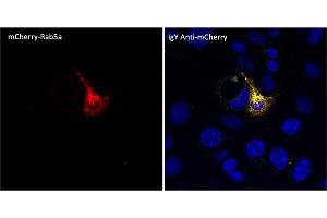 Immunofluorescence (IF) image for Chicken anti-Chicken IgY antibody (DyLight 550) (ABIN7273053) (小鸡 anti-小鸡 IgY Antibody (DyLight 550))