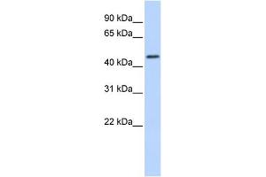 WB Suggested Anti-RNF133 Antibody Titration:  0. (RNF133 抗体  (N-Term))