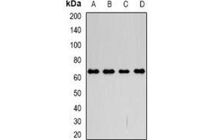 Western blot analysis of CD98 expression in SW480 (A), SKOV3 (B), mouse kidney (C), mouse lung (D) whole cell lysates. (SLC3A2 抗体)