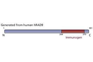 Image no. 3 for anti-RAD9 Homolog A (S. Pombe) (RAD9A) (AA 264-370) antibody (ABIN968473)