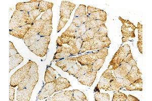 ABIN6261379 and ABIN6266779 at 1/100 staining Rat muscle tissue by IHC-P. (DUSL2 抗体  (C-Term))