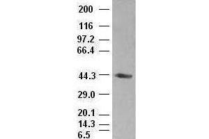 A1AT antibody (1C2) at 1:1000 dilution + lysates from HEK-293T transfected with human A1AT expression vector (SERPINA1 抗体  (AA 26-418))