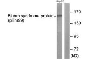 Western blot analysis of extracts from HepG2 cells, using Bloom Syndrome (Phospho-Thr99) Antibody. (Bloom Syndrome (AA 65-114), (pThr99) 抗体)