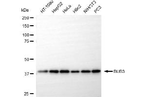 Western blotting analysis using BUB3 antibody (ABIN7797806).