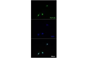 Immunofluorescence -- Sample Type: Overexpression of Pax7 in C2C12 cellsDilution: 1:100 (PAX7 抗体  (Middle Region))