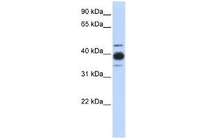 WB Suggested Anti-HNRNPC Antibody Titration: 0.