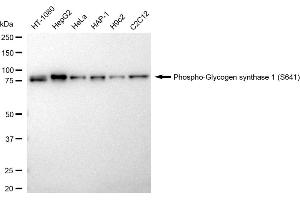 Western blotting analysis using Phospho-Glycogen synthase 1 (S641) antibody (ABIN7798774).