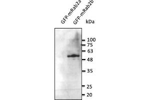 Western Blotting (WB) image for anti-RAB2B, Member RAS Oncogene Family (RAB2B) (C-Term) antibody (ABIN6254189) (RAB2B 抗体  (C-Term))