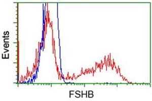 HEK293T cells transfected with either RC214616 overexpress plasmid (Red) or empty vector control plasmid (Blue) were immunostained by anti-FSHB antibody (ABIN2453050), and then analyzed by flow cytometry. (FSHB 抗体)