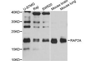 Western blot analysis of extracts of various cell lines, using RAP2A antibody (ABIN1874550) at 1:1000 dilution. (RAP2A 抗体)