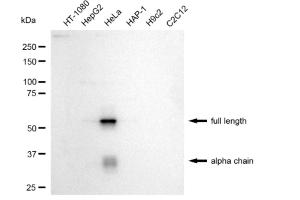Western blotting analysis using Clusterin antibody (ABIN7798102).